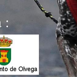 CARRERA CANICROSS 2011 CARRERA CANICROSS 2011