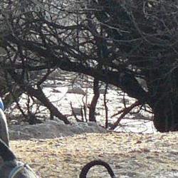 CAMPEONATO DE ESPAÑA TRINEO CON PERROS CAMPEONATO DE ESPAÑA TRINEO CON PERROS