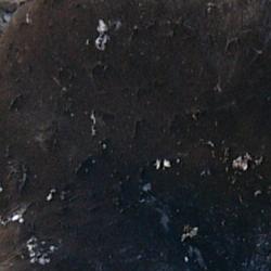 Jornadas Micológicas 2009