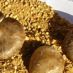 Jornadas Micológicas 2009