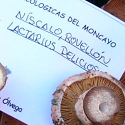 Jornadas Micológicas 2009