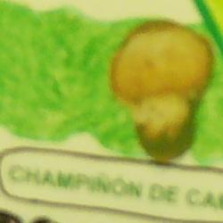 Jornadas Micológicas 2010