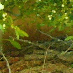 Jornadas Micológicas 2010