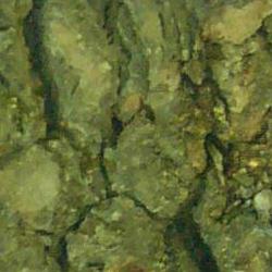 Jornadas Micológicas 2010